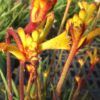 Kangaroo Paw Photo 1