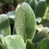 Lambs Ear Photo 1
