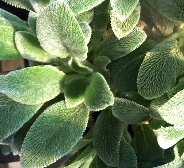 Lamb's Ear leaves