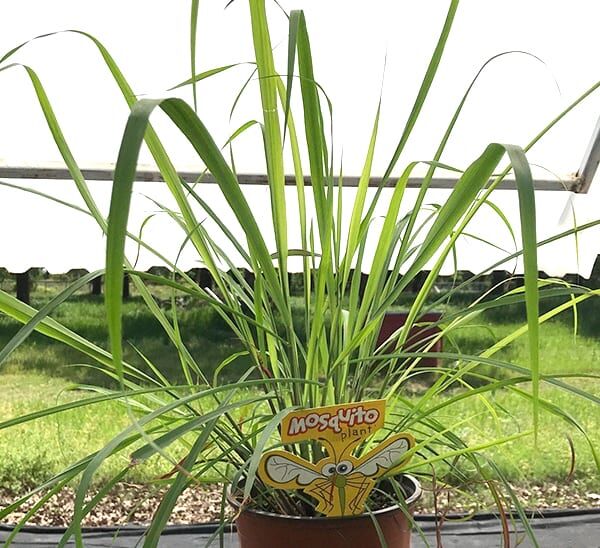 Lemon Grass Photo 1