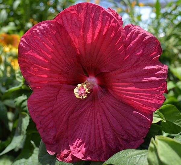 luna perennial hibiscus red