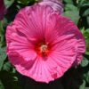 Perennial Hibiscus Luna Photo 1