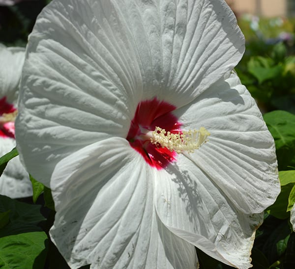 luna perennial hibiscus white