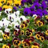 Matrix® Pansy Photo 1