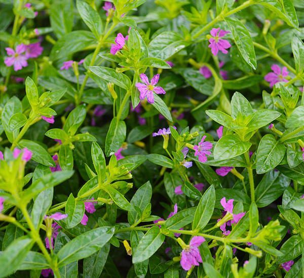 False Heather Photo 1