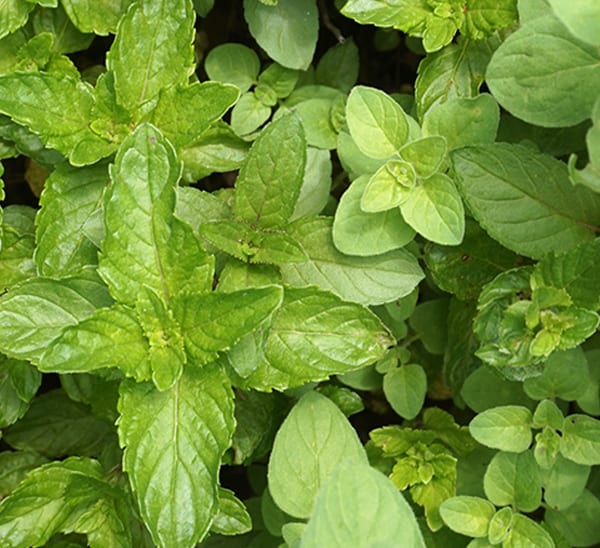 Mint Sampler Trio Photo 1