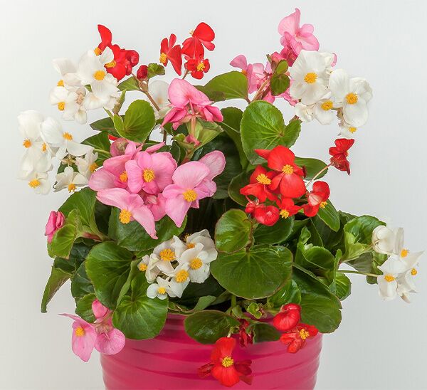 Tophat™ Begonia Photo 1