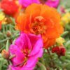 Moss Rose Photo 1