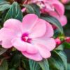 New Guinea Impatiens Hanging Basket Photo 1