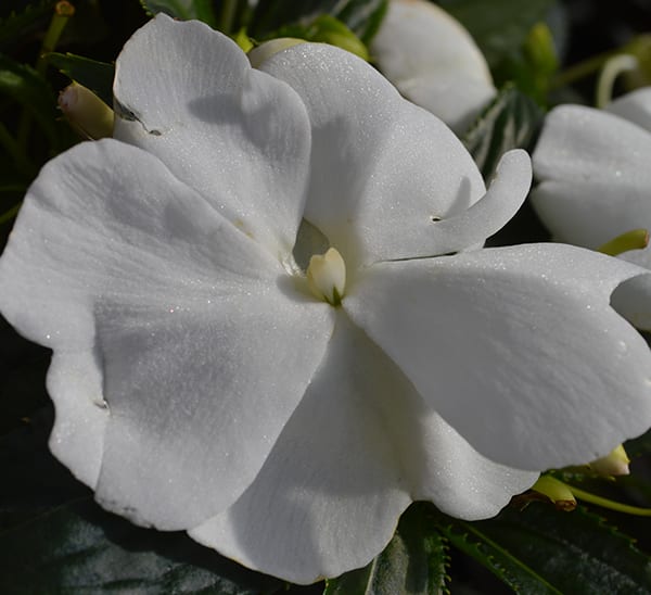 New Guinea Impatiens Hanging Basket