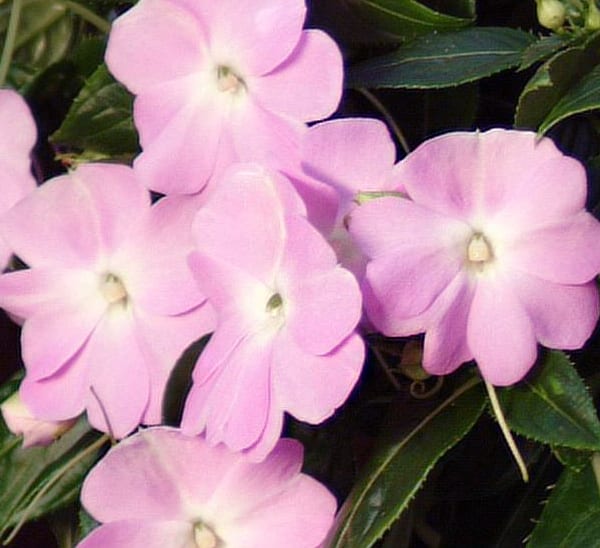 New Guinea Impatiens
