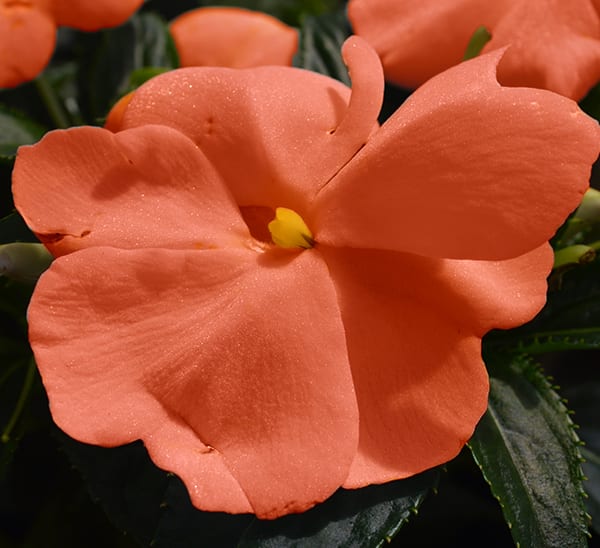 New Guinea Impatiens