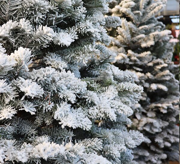 Fresh-Cut Flocked Noble Fir Christmas Trees