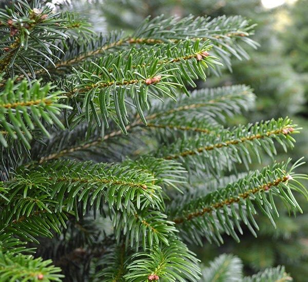 Fresh Cut Noble Fir Christmas Tree