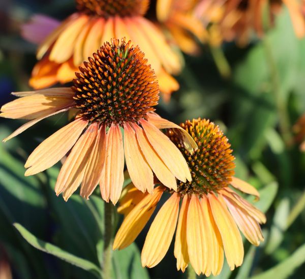 Coneflower Photo 1