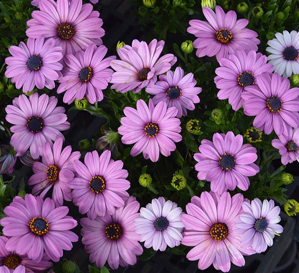 African Daisy