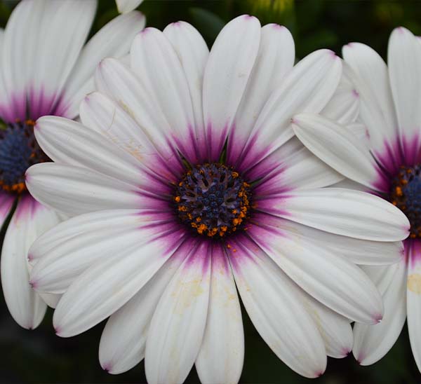 African Daisy