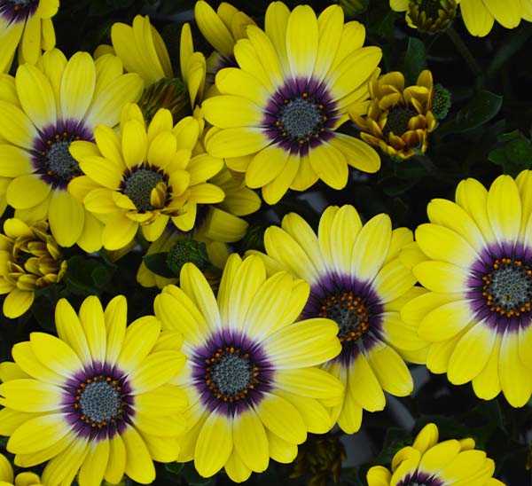 African Daisy