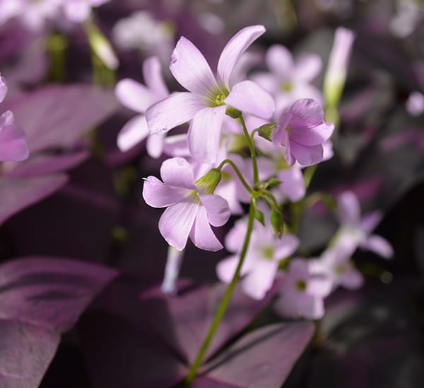 oxalis triangularis purple