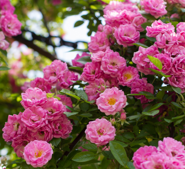 Peggy Martin Rose Photo 1