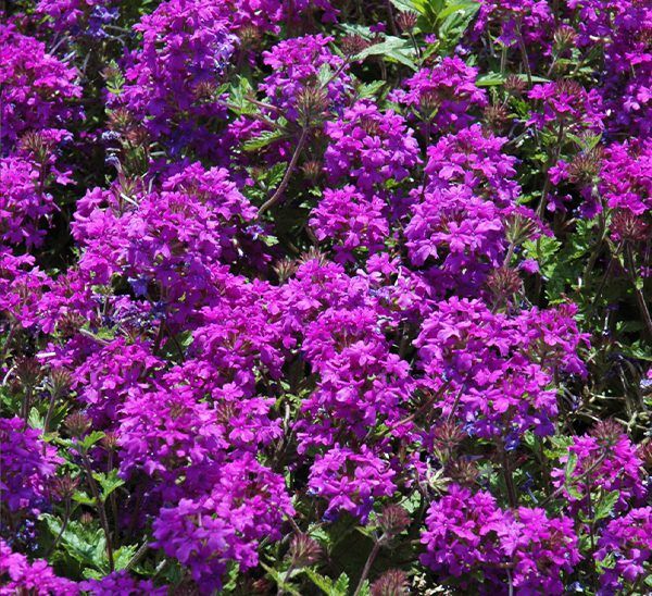 perennial verbena