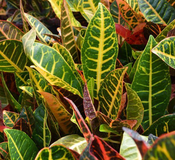 Close up of green leaves of Petra Croton plants