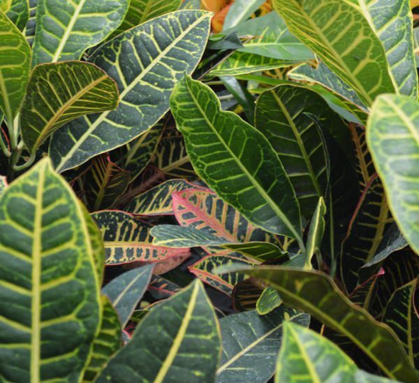 Close up of green leaves of Petra Croton