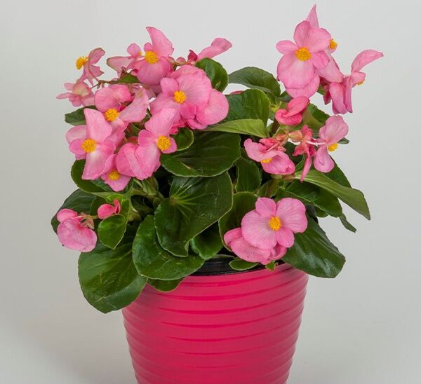 Tophat™ Begonia