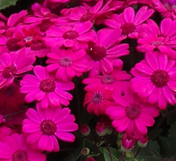 pink solid cineraria
