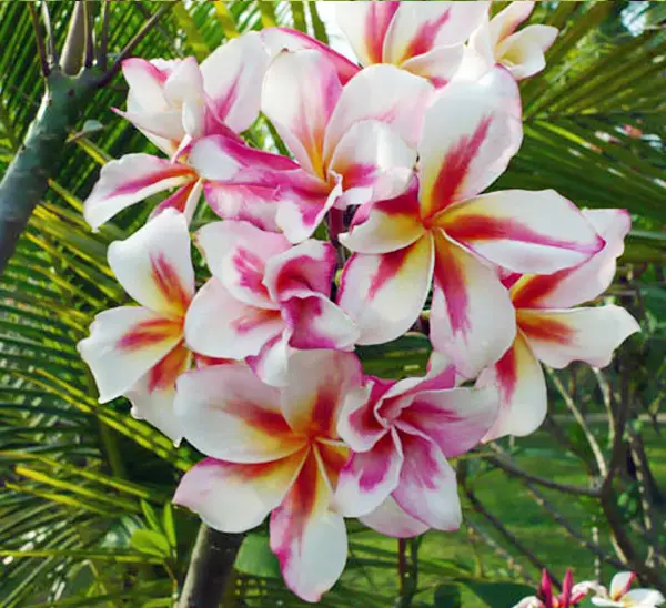 Plumeria
