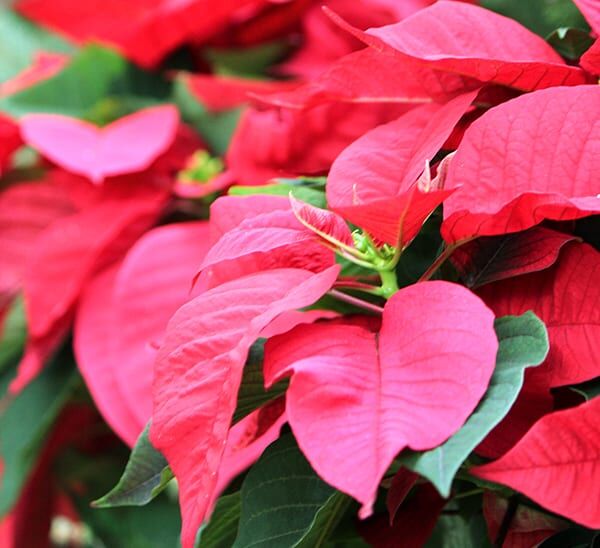 Red Poinsettias in front of a Christmas Tree