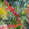 Red Yucca Photo 1