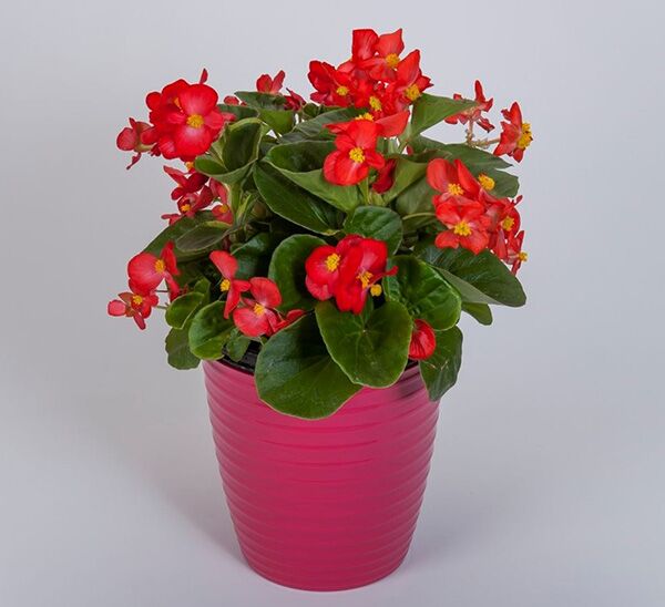 Tophat™ Begonia