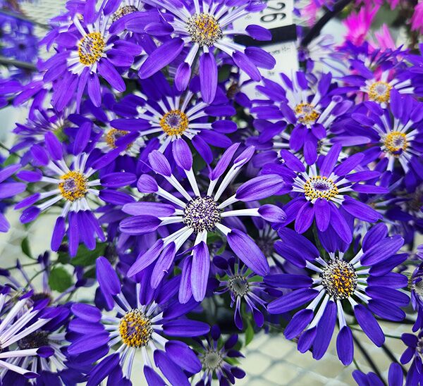 Senetti® Photo 1