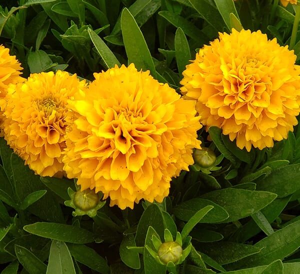 Coreopsis Solanna™ Golden Sphere Photo 1
