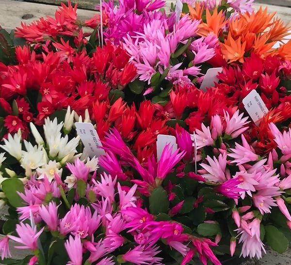 Spring Cactus Photo 1