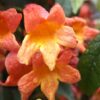 Tangerine Beauty Crossvine Photo 1