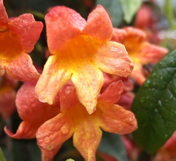 Tangerine Beauty Crossvine Photo 1