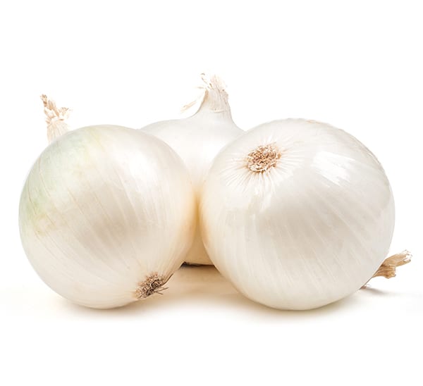 texas early white onion full grown bulbs on white background