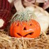 Tillandsia Halloween Pumpkin Photo 1