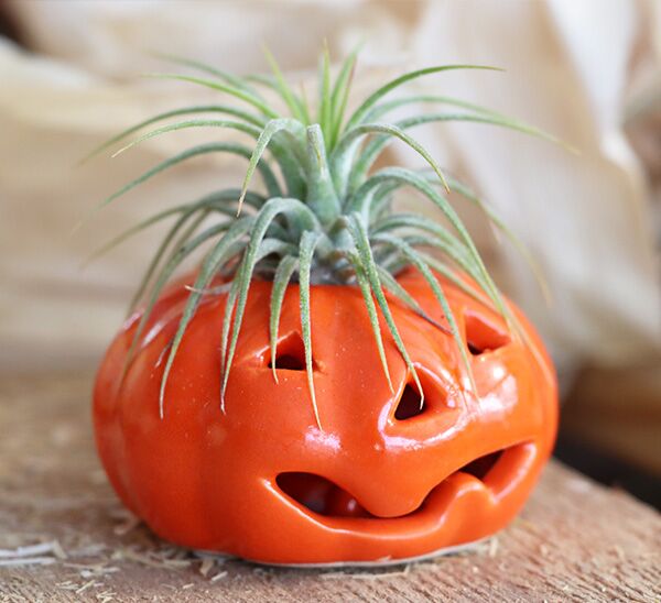 tillandsia halloween pumpkin