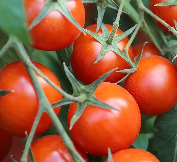 Tomato Starter Trio Photo 1