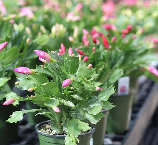 Christmas Cactus