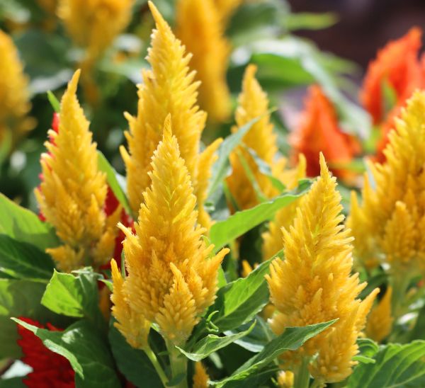 Celosia