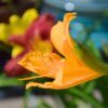Daylily Photo 1