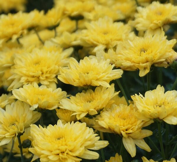 yellow mum blooms