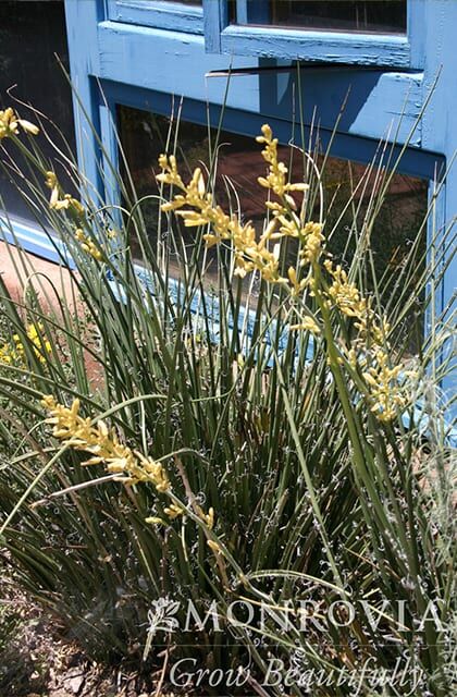 Yellow Yucca Photo 1