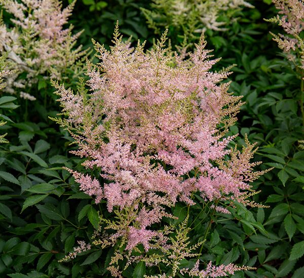 Astilbe