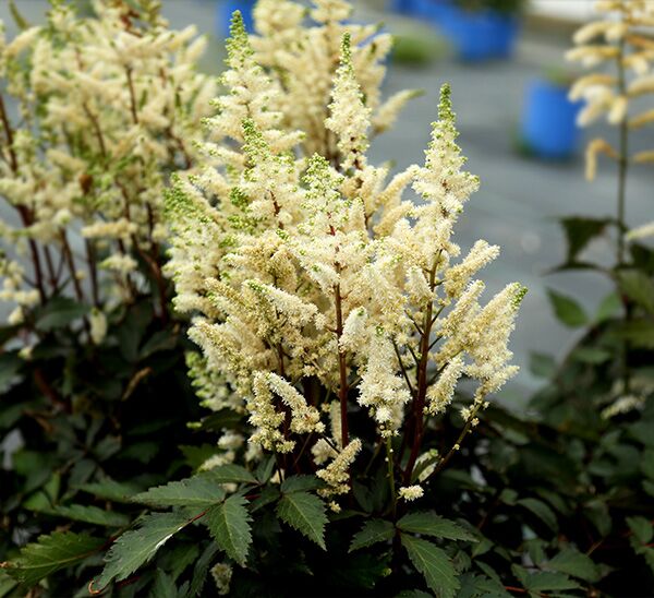Astilbe