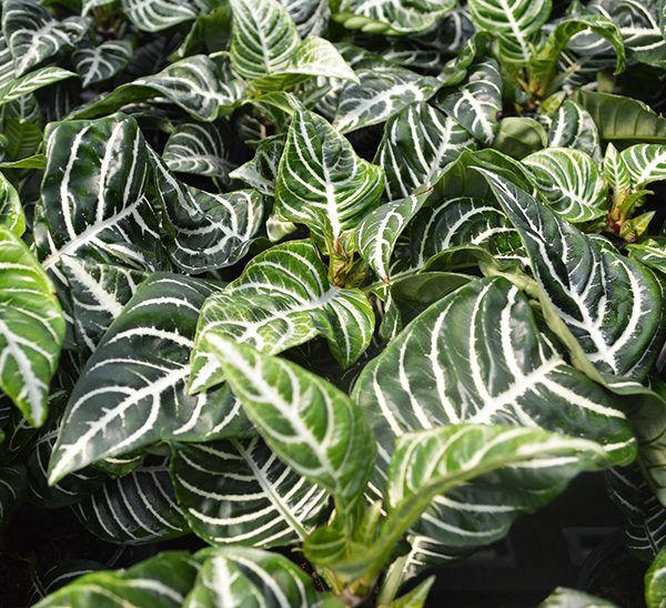 Zebra Plant